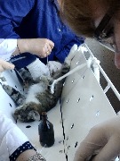 Мастер-класс по стерилизации кошек